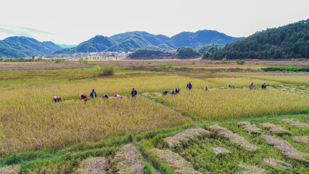 黑稻、多年生稻、巨型稻……奇妙水稻知多少？