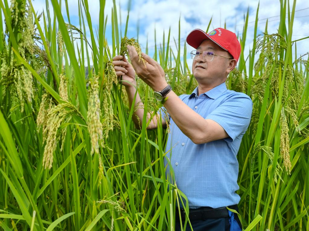 黑稻、多年生稻、巨型稻……奇妙水稻知多少？