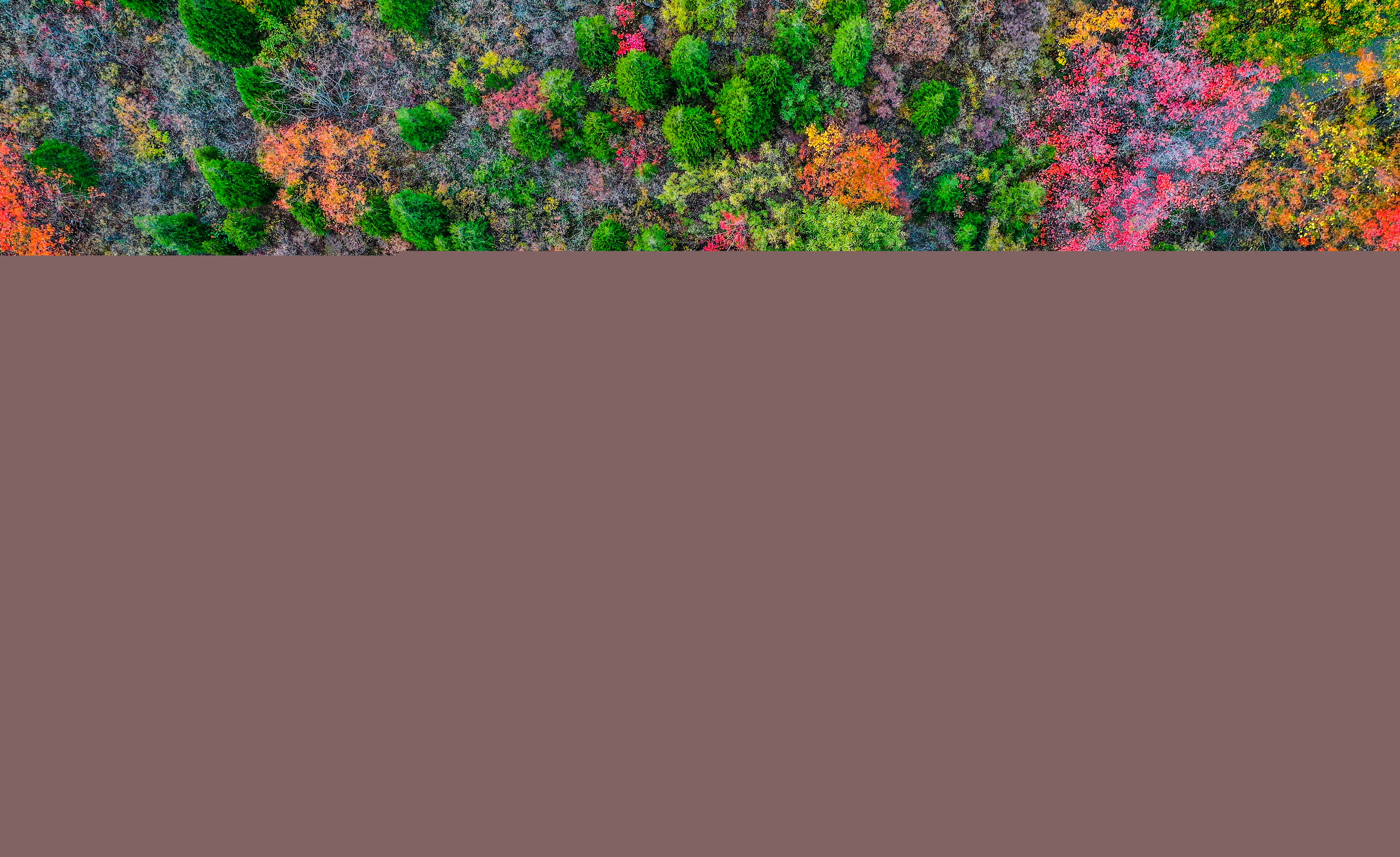 云臺山萬畝紅葉美不勝收