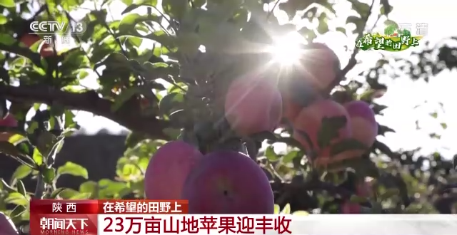 “三秋”生產(chǎn)關(guān)鍵期，各地加速推進(jìn)秋收工作