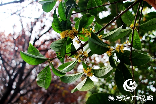 駐馬店：“桂開二度”沁人心脾