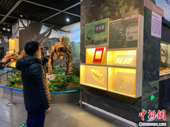 國寶級(jí)古生物化石亮相遼博 還原中生代生活場(chǎng)景