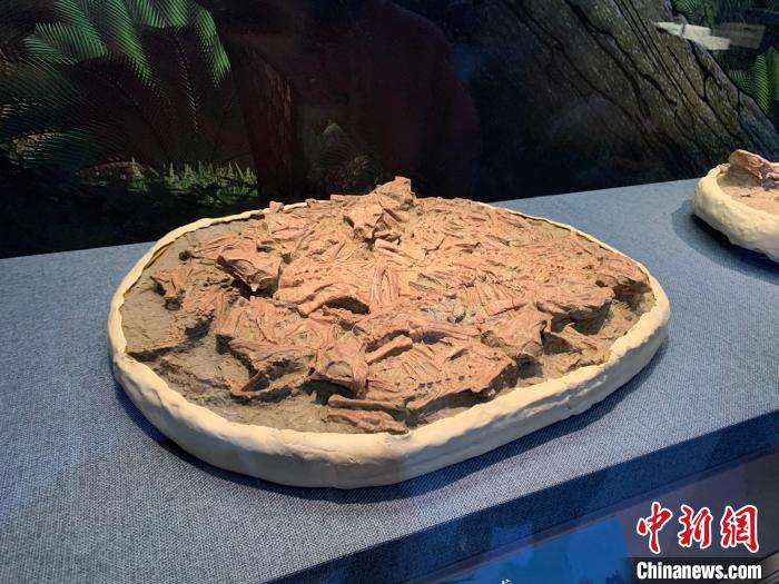 國寶級(jí)古生物化石亮相遼博 還原中生代生活場(chǎng)景