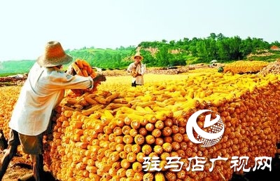 農(nóng)業(yè)農(nóng)村部：全國(guó)秋糧已收獲超11億畝