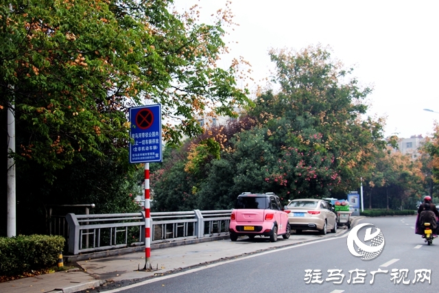 駐馬店：夾竹桃花開正濃