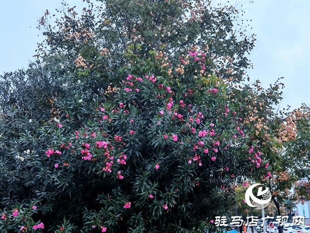 駐馬店：夾竹桃花開正濃