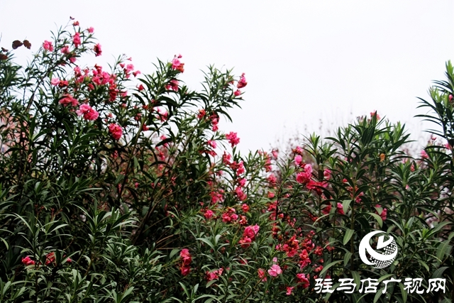 駐馬店：夾竹桃花開正濃