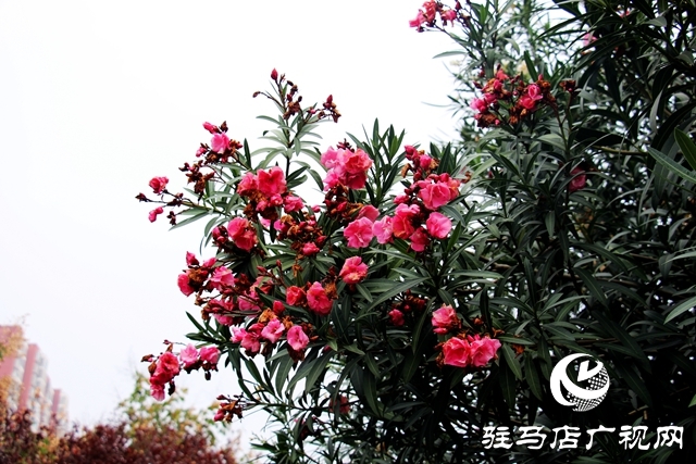 駐馬店：夾竹桃花開正濃