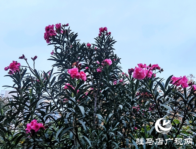 駐馬店：夾竹桃花開正濃