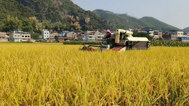 前三季度農(nóng)業(yè)農(nóng)村經(jīng)濟(jì)穩(wěn)中向好、穩(wěn)中有進(jìn)