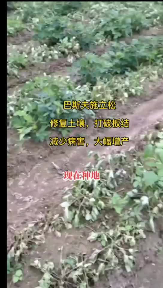 德國(guó)巴斯夫施立松：修復(fù)土壤 助力農(nóng)民增產(chǎn)增收