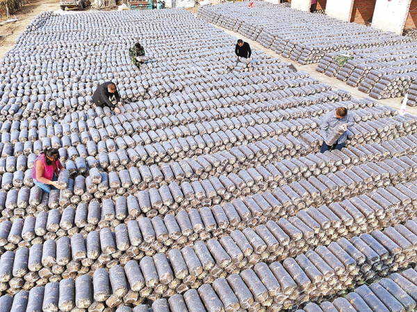 正陽(yáng)：蘑菇開出“致富花”