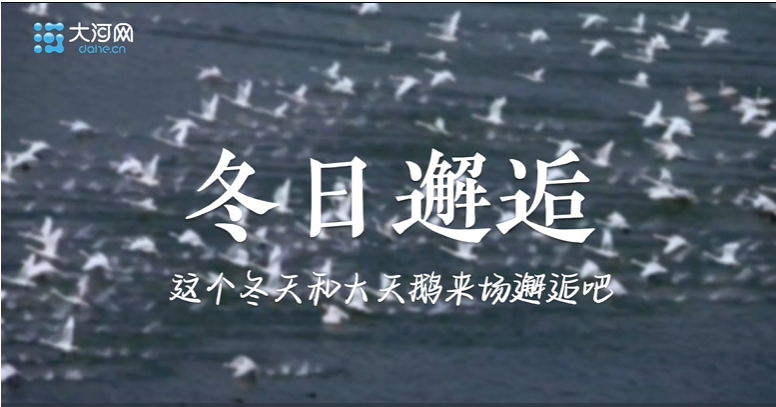 白天鵝舞動(dòng)黃河畔！河南這座城市為何備受天鵝青睞？