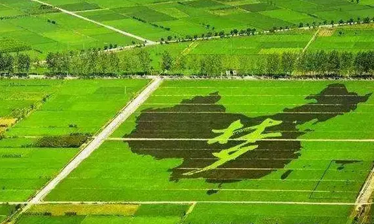 全方位夯實糧食安全根基 藏糧于地，讓更多農(nóng)田變良田