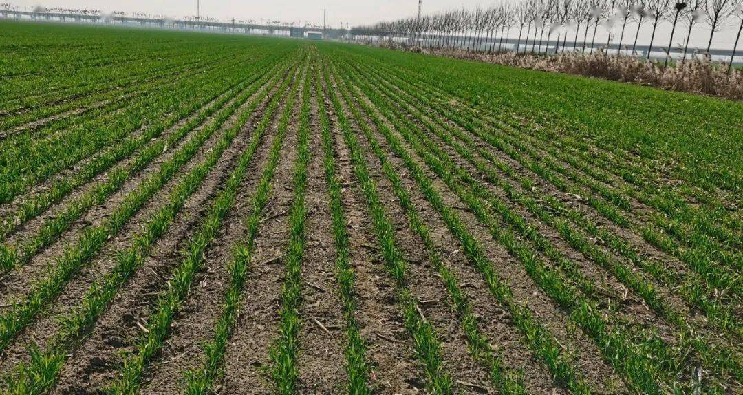 冬前小麥咋管理？專家來支招