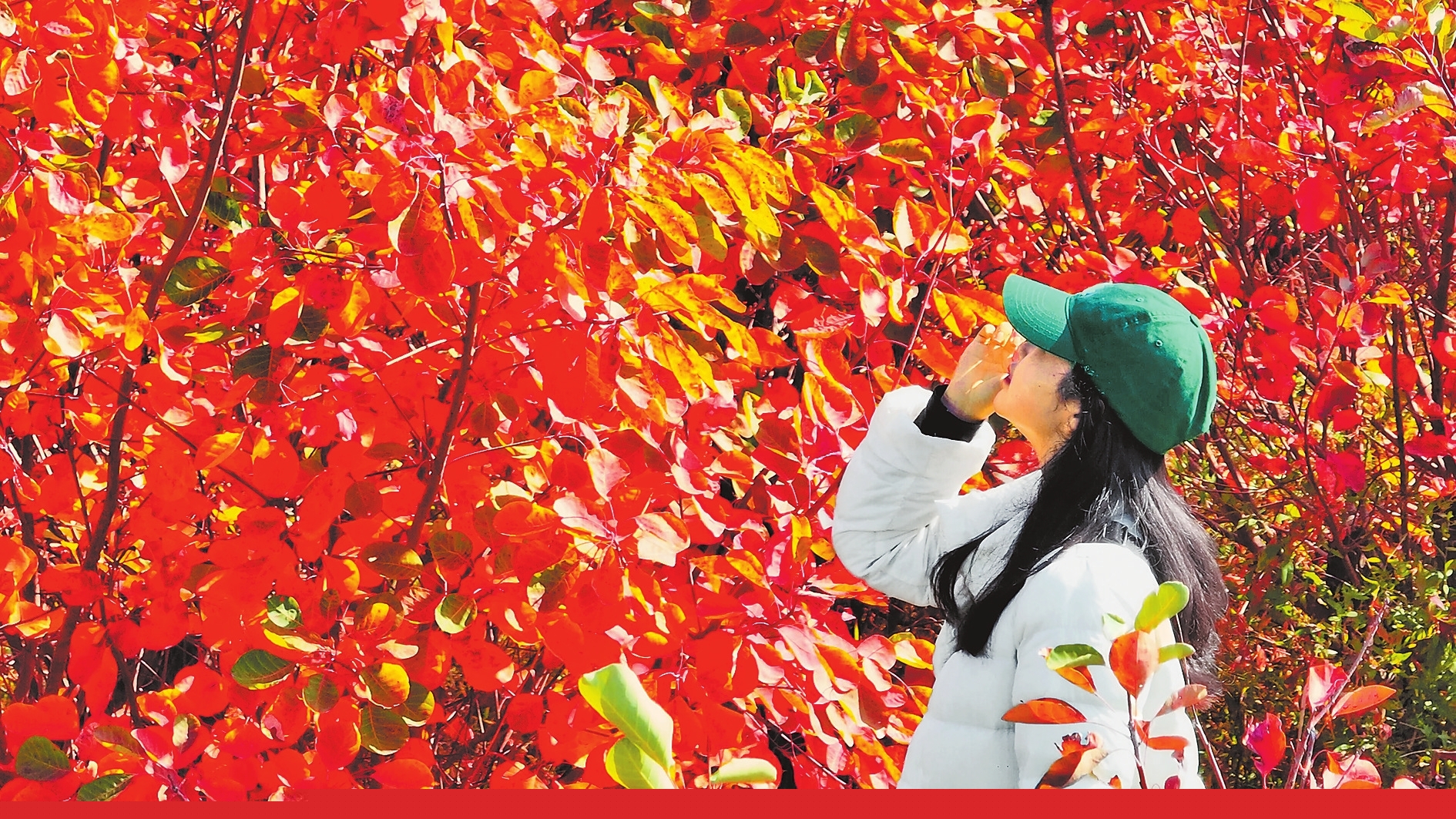 桐柏山 萬千紅葉醉霜華