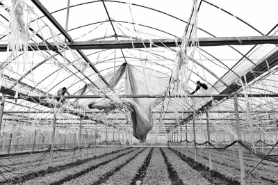 寒潮來襲農(nóng)戶如何做好蔬菜保暖？ 專家支招：蓋被防凍