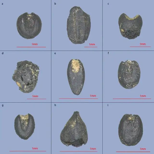 密度驚人！河南發(fā)現(xiàn)6000多年前糧倉群