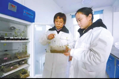 努力提升大豆產(chǎn)量 她扎根田間地頭32年，育成良種27個