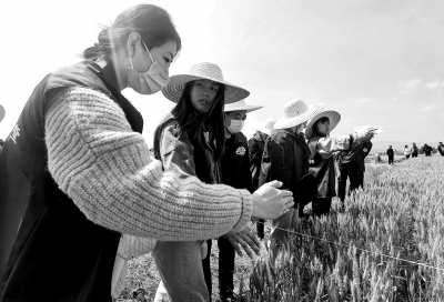 糧食產(chǎn)量數(shù)據(jù) 是如何測(cè)算的？一起了解下數(shù)據(jù)背后的農(nóng)業(yè)調(diào)查員