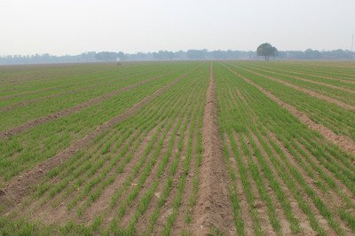 河南一二類苗比例近九成 越冬期苗情為近年來最好的一年