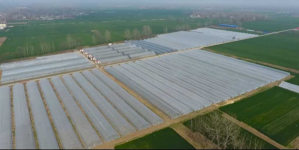 鄉(xiāng)村振興看河南丨與粵港澳大灣區(qū)“菜籃子”簽訂合同 沈丘這個村發(fā)展訂單農(nóng)業(yè)走上致富路