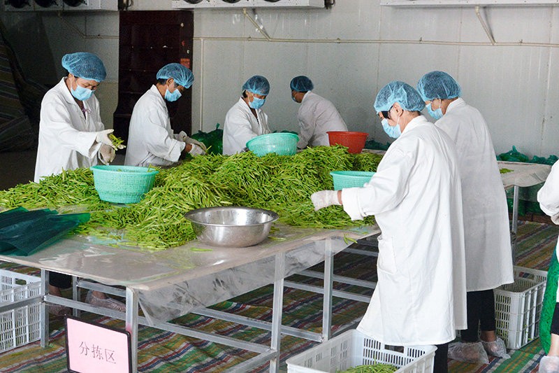 鄉(xiāng)村振興看河南丨與粵港澳大灣區(qū)“菜籃子”簽訂合同 沈丘這個村發(fā)展訂單農(nóng)業(yè)走上致富路