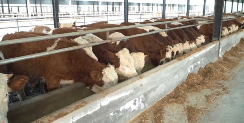 鄉(xiāng)村振興看河南丨與粵港澳大灣區(qū)“菜籃子”簽訂合同 沈丘這個村發(fā)展訂單農(nóng)業(yè)走上致富路