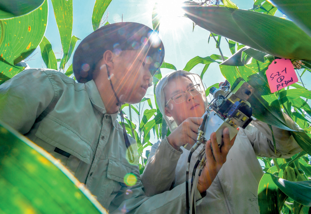  瞭望·治國理政紀(jì)事丨爭當(dāng)現(xiàn)代農(nóng)業(yè)排頭兵