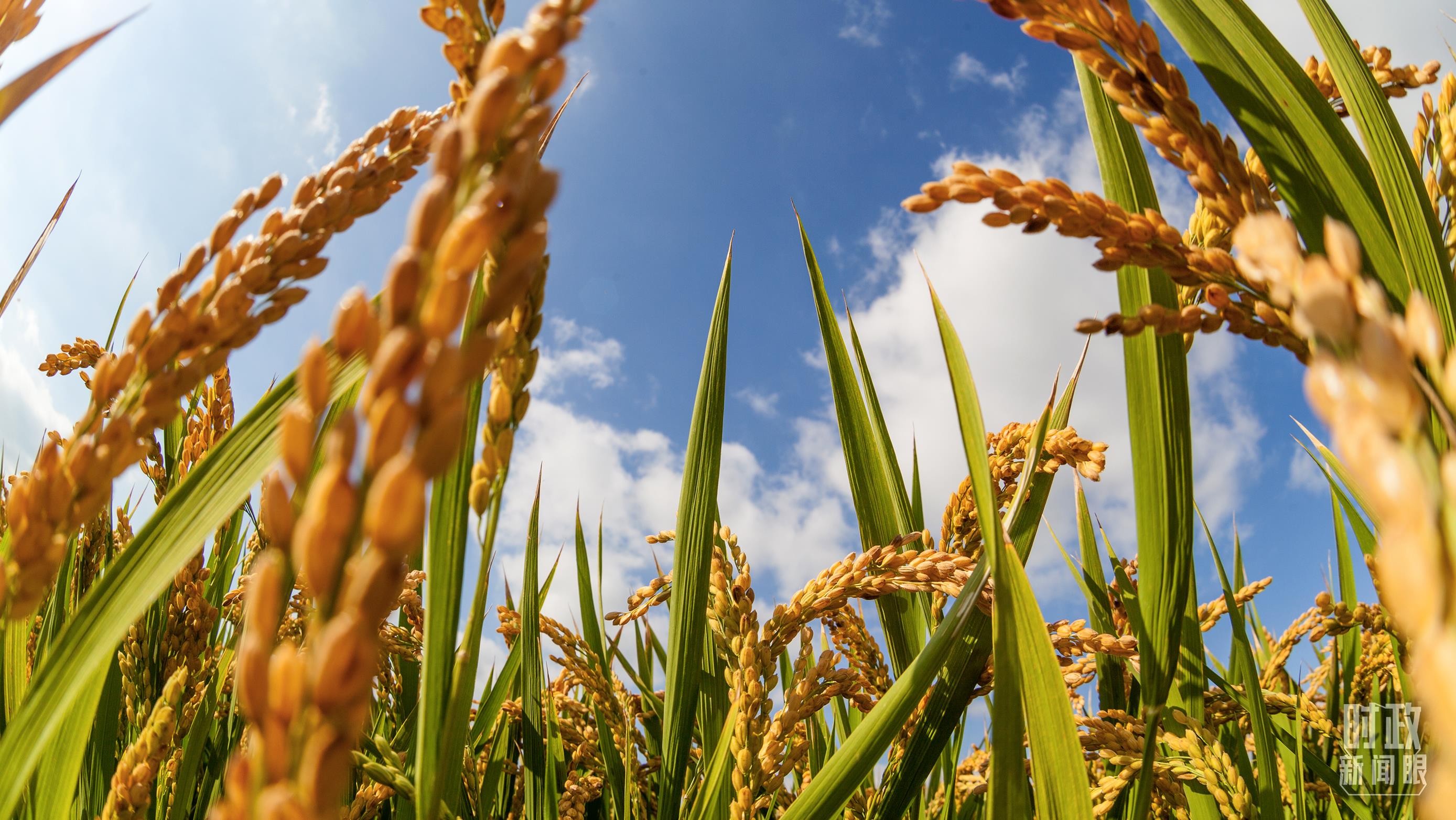 時政新聞眼丨在中央農(nóng)村工作會議上，習(xí)近平這樣部署建設(shè)農(nóng)業(yè)強(qiáng)國