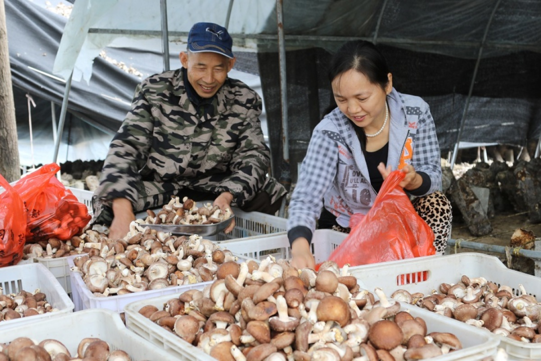 鄉(xiāng)村振興看河南丨“不走的”電商工作隊讓群眾“好收成”變成“好收益”