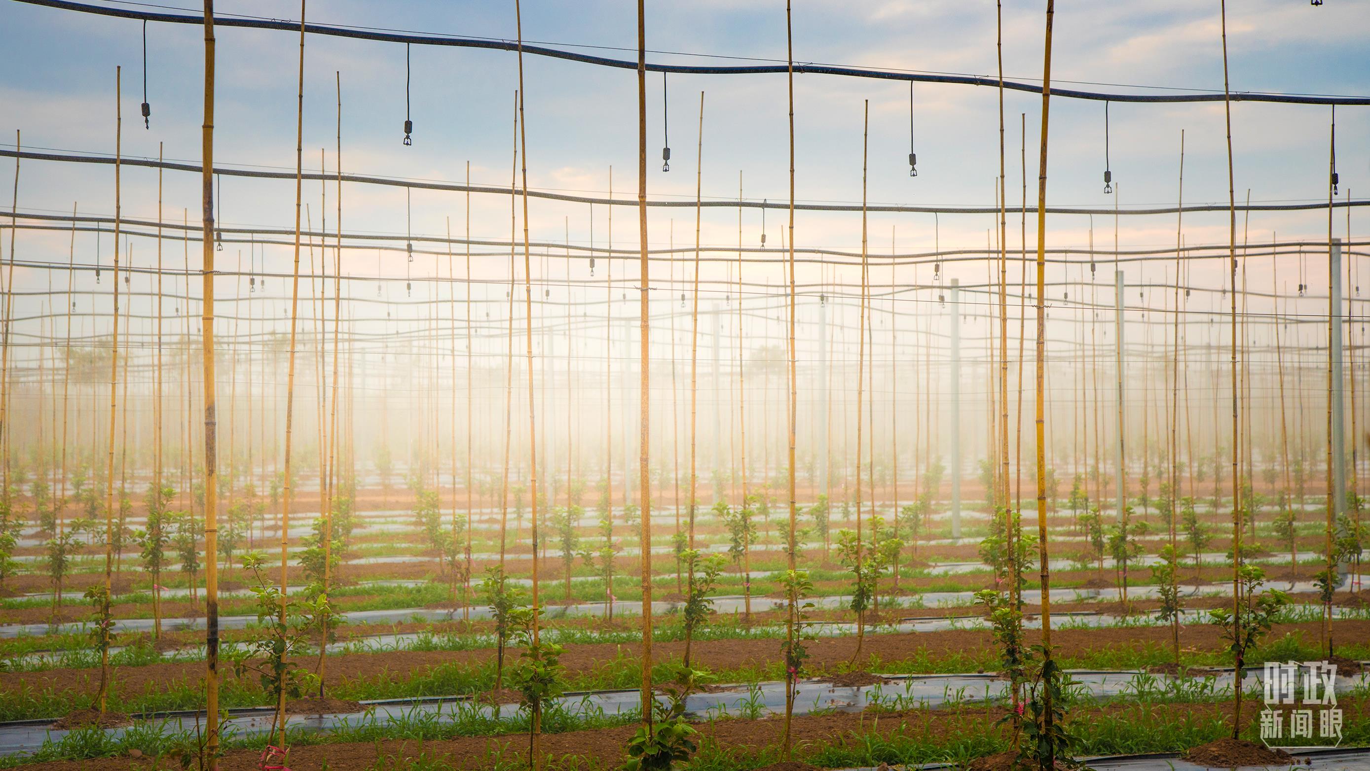 時政新聞眼丨在中央農(nóng)村工作會議上，習(xí)近平這樣部署建設(shè)農(nóng)業(yè)強(qiáng)國