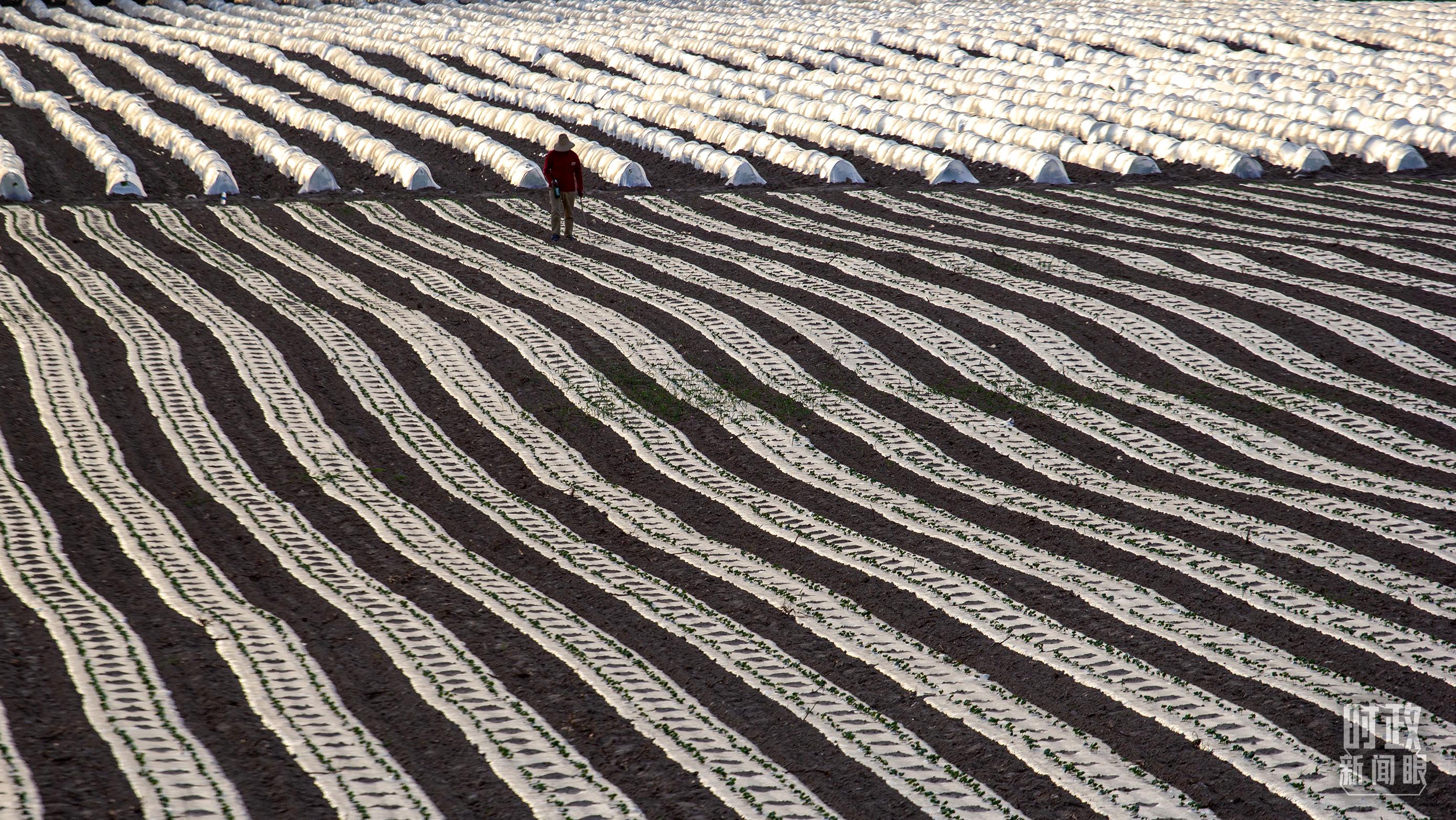 時政新聞眼丨在中央農(nóng)村工作會議上，習(xí)近平這樣部署建設(shè)農(nóng)業(yè)強(qiáng)國