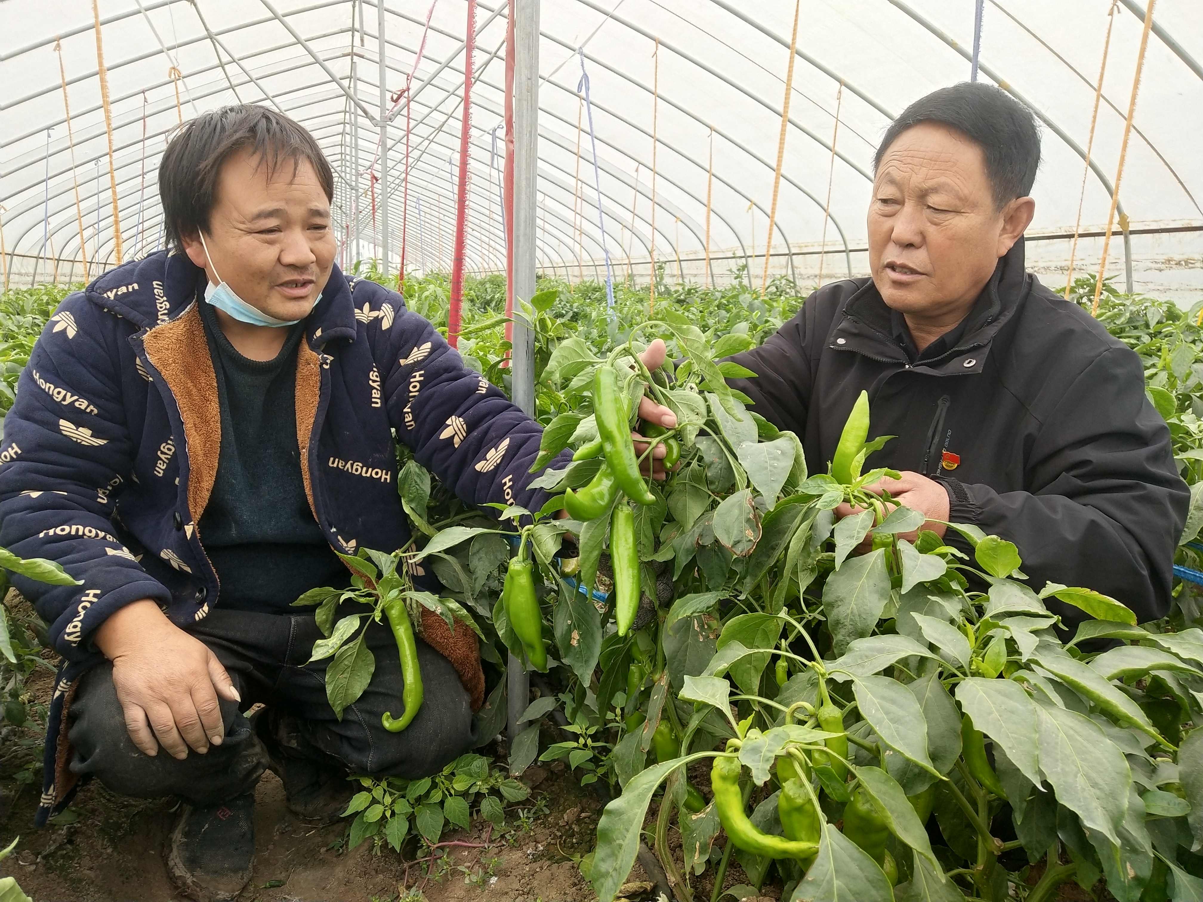 政府搭橋解民憂