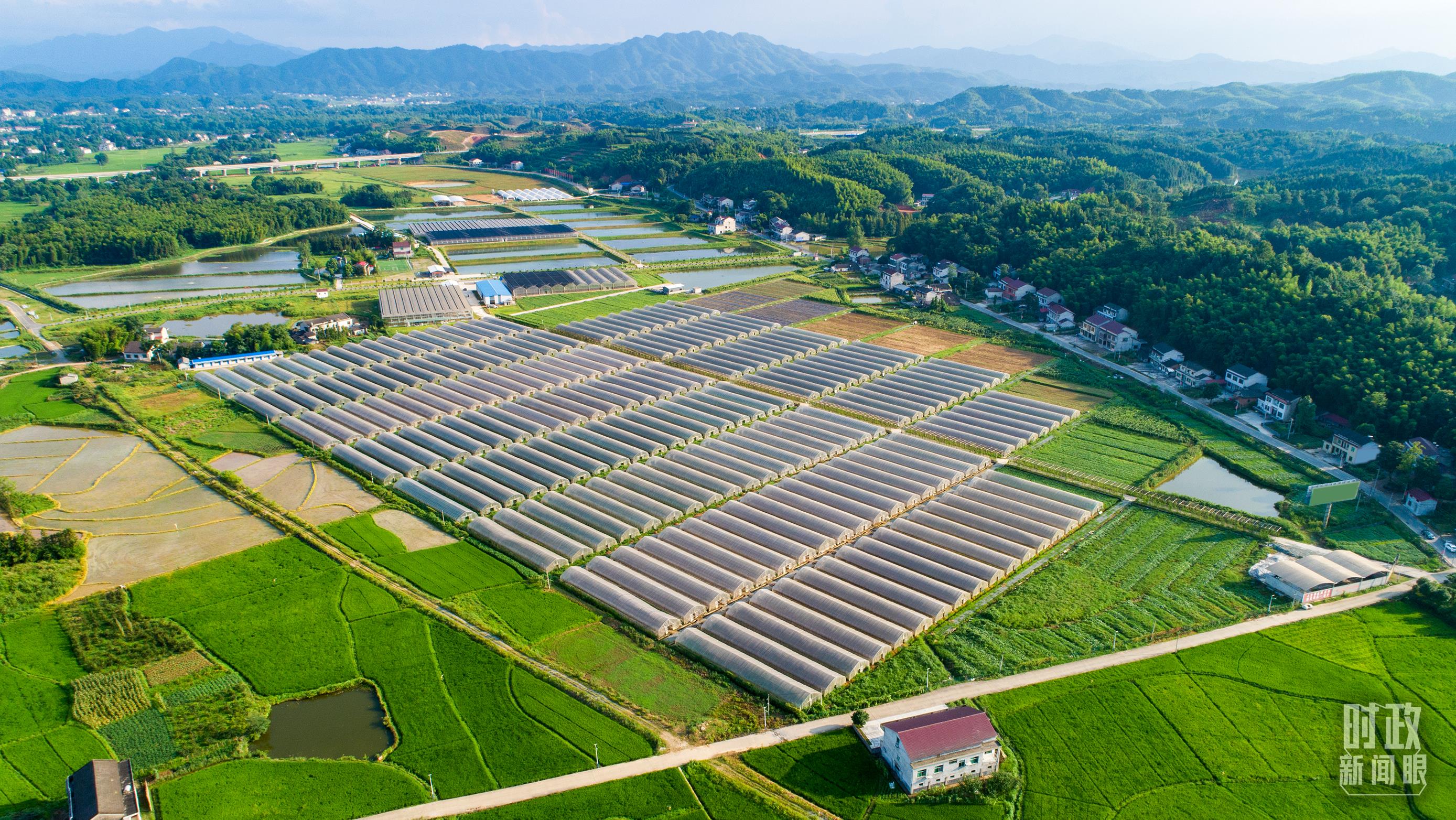 時政新聞眼丨在中央農(nóng)村工作會議上，習(xí)近平這樣部署建設(shè)農(nóng)業(yè)強(qiáng)國