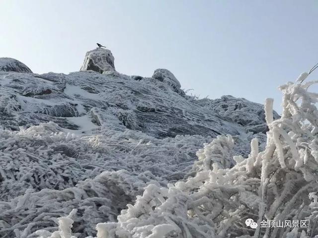 「金頂●冬雪」忽如一夜春風(fēng)來，千樹萬樹梨花開