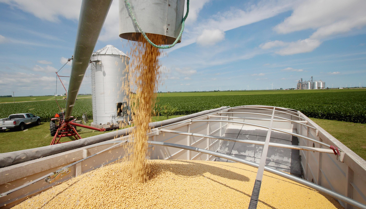 面積、單產(chǎn)、總產(chǎn)量均實現(xiàn)增長，自給率提升3個百分點——大豆迎“三增”，拎穩(wěn)“油瓶子”