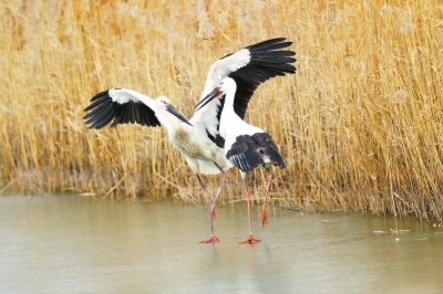 天高展翅任鳥(niǎo)飛 此地安家日月長(zhǎng)