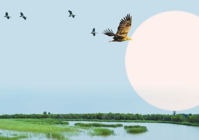 天高展翅任鳥(niǎo)飛 此地安家日月長(zhǎng)