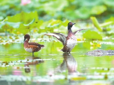 天高展翅任鳥(niǎo)飛 此地安家日月長(zhǎng)