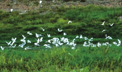 沙河國(guó)家濕地公園，一天兩次被央視“點(diǎn)贊”