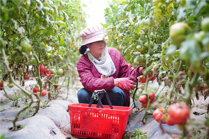 鄉(xiāng)村市場體系加快完善