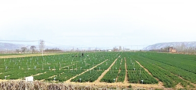 雨水節(jié)氣農(nóng)事忙 來(lái)聽(tīng)專家劃重點(diǎn)