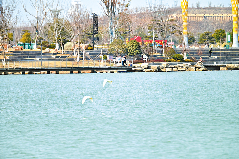 駐馬店市人民公園清河湖：好生態(tài)吸引眾多候鳥棲息