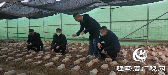 市農(nóng)科院院長(zhǎng)孟祥鋒深入確山縣檢查指導(dǎo)科技特派員工作
