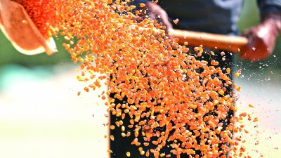 千方百計(jì)守護(hù)好我國的“糧袋子”