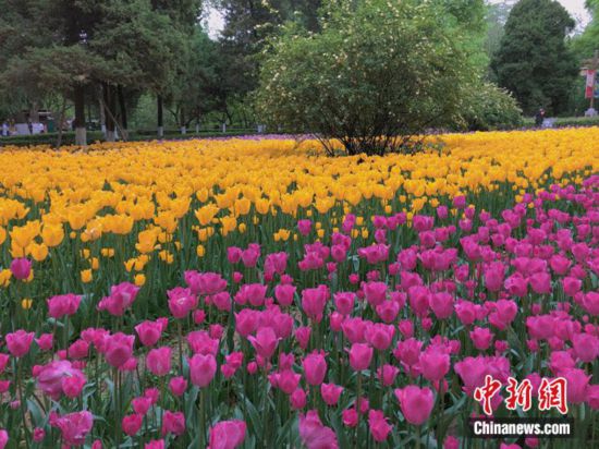  “賞花經(jīng)濟”催中國內(nèi)地旅游市場加速“回春”