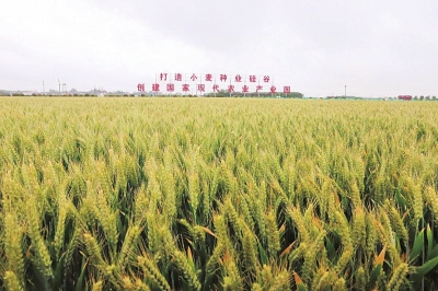 扛穩(wěn)糧食安全重任 河南下一步該如何發(fā)力？
