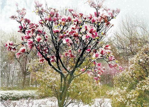 河南有多愛“兩摻兒”？滿街都是“春花摻雪花”