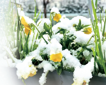 河南有多愛“兩摻兒”？滿街都是“春花摻雪花”